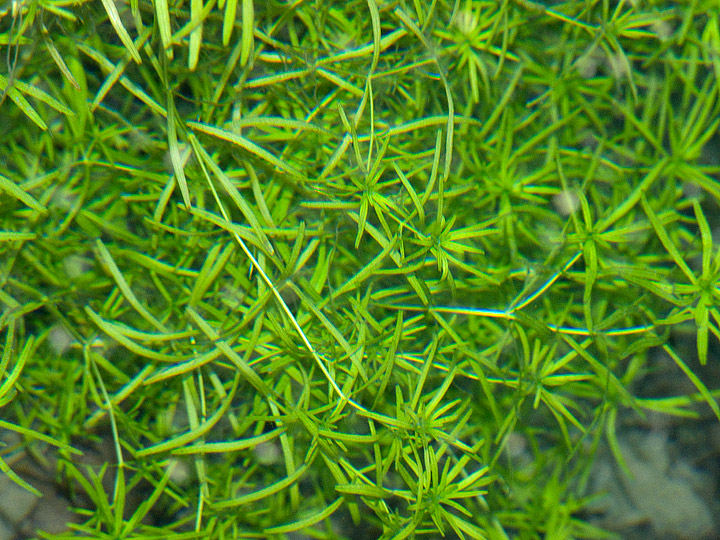 Callitriche hamulata / Gamberaja arrotondata