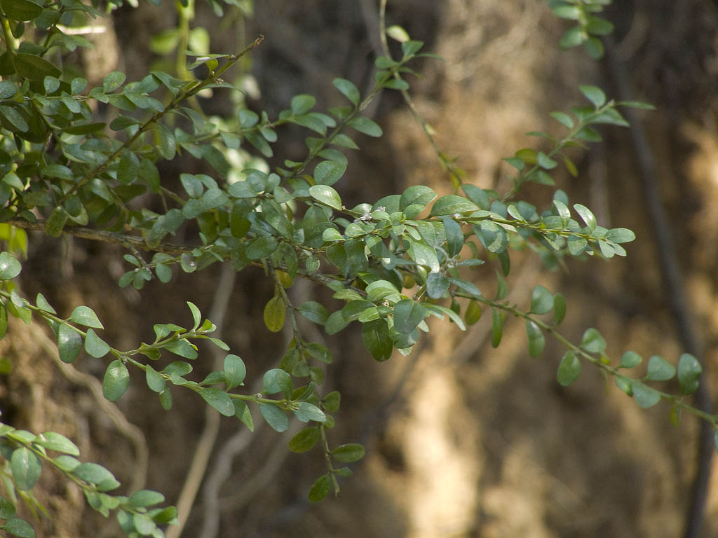 Buxus sempervirens