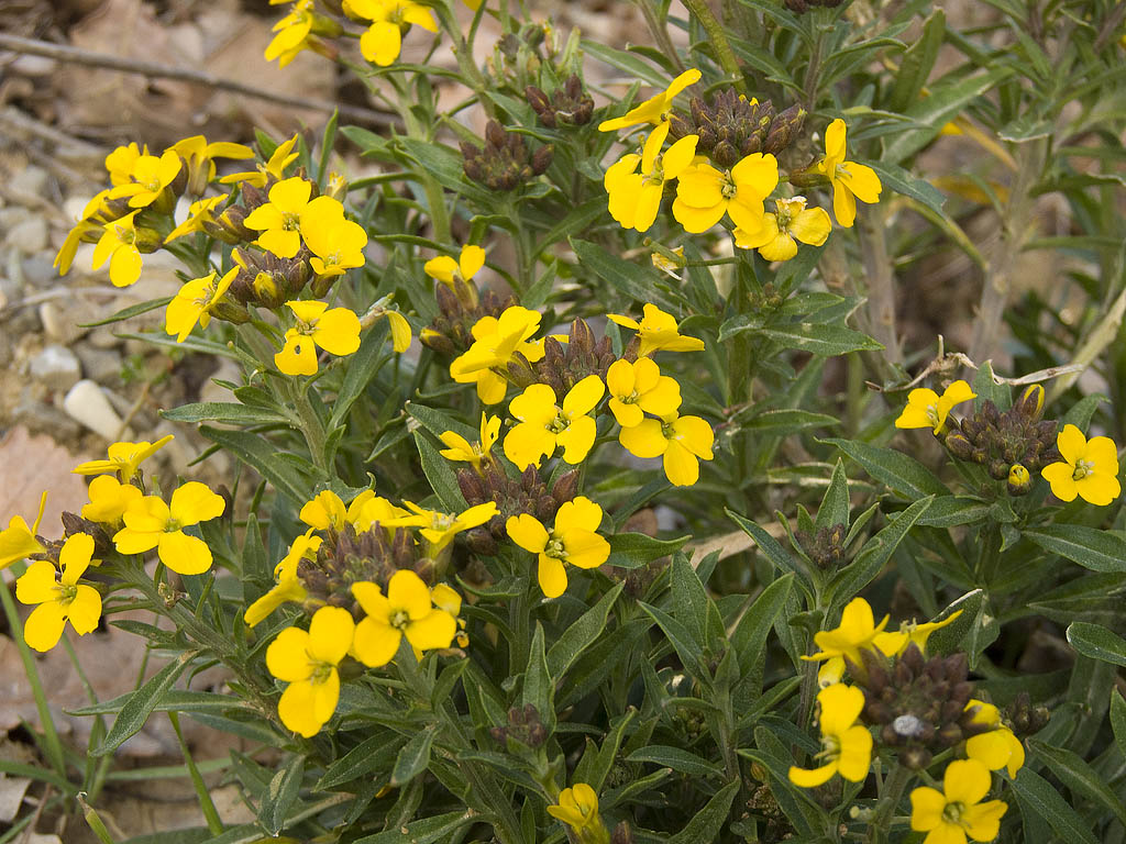 Molto probabilmente avventizia..- Erysimum cheiri
