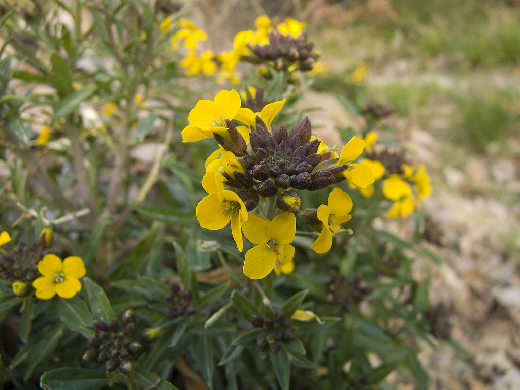 Molto probabilmente avventizia..- Erysimum cheiri