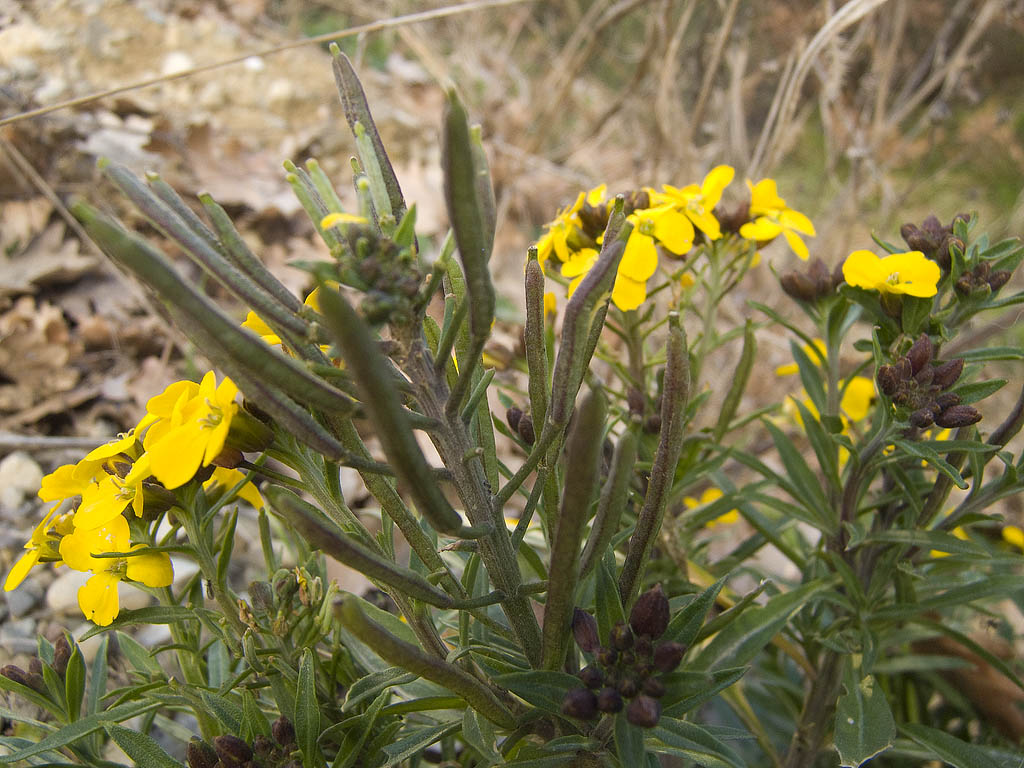 Molto probabilmente avventizia..- Erysimum cheiri