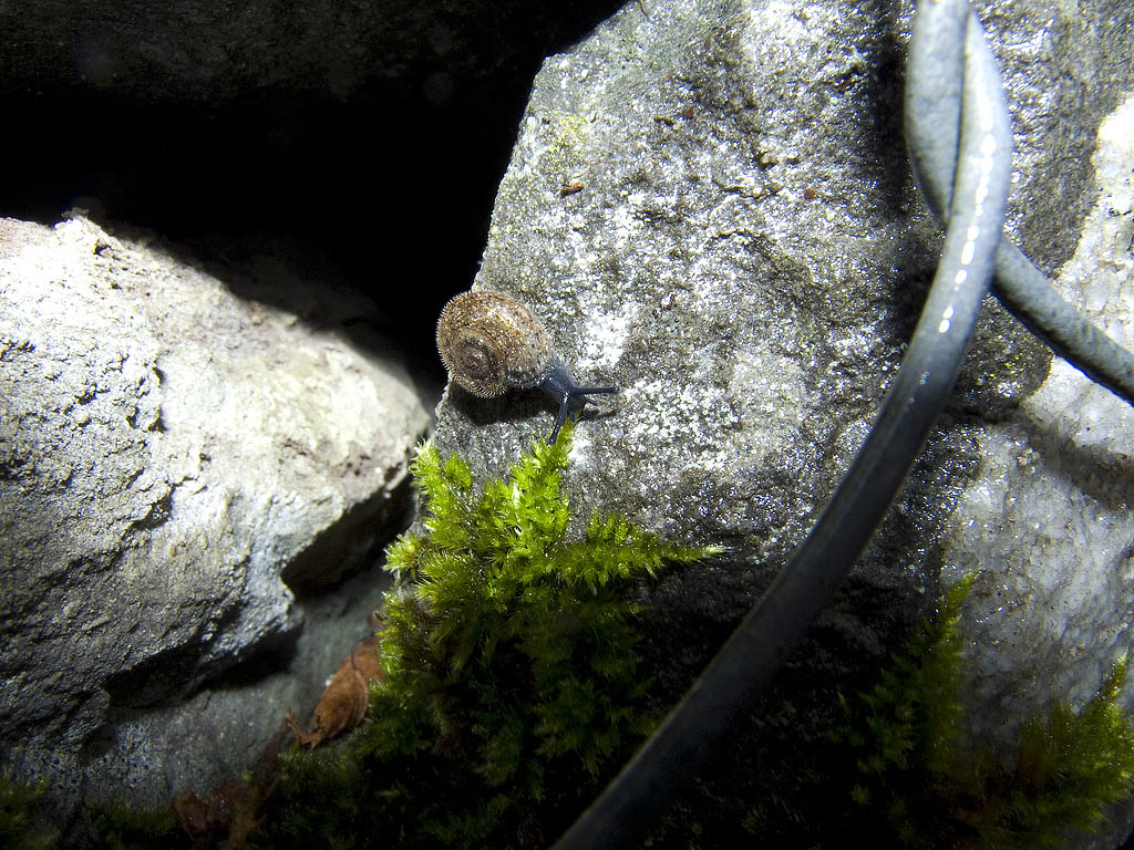 Da determinare: [Chilostoma planospira juv]