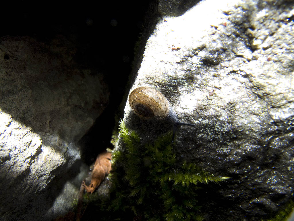 Da determinare: [Chilostoma planospira juv]