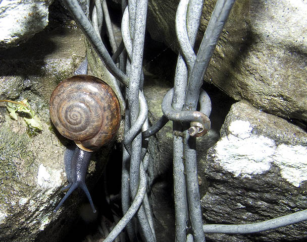 Da determinare n. 2 [Chilostoma planospira]