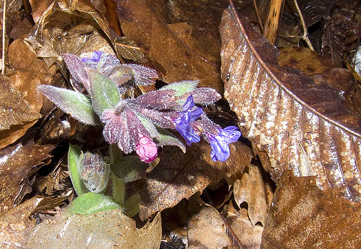 Pulmonaria appennina?