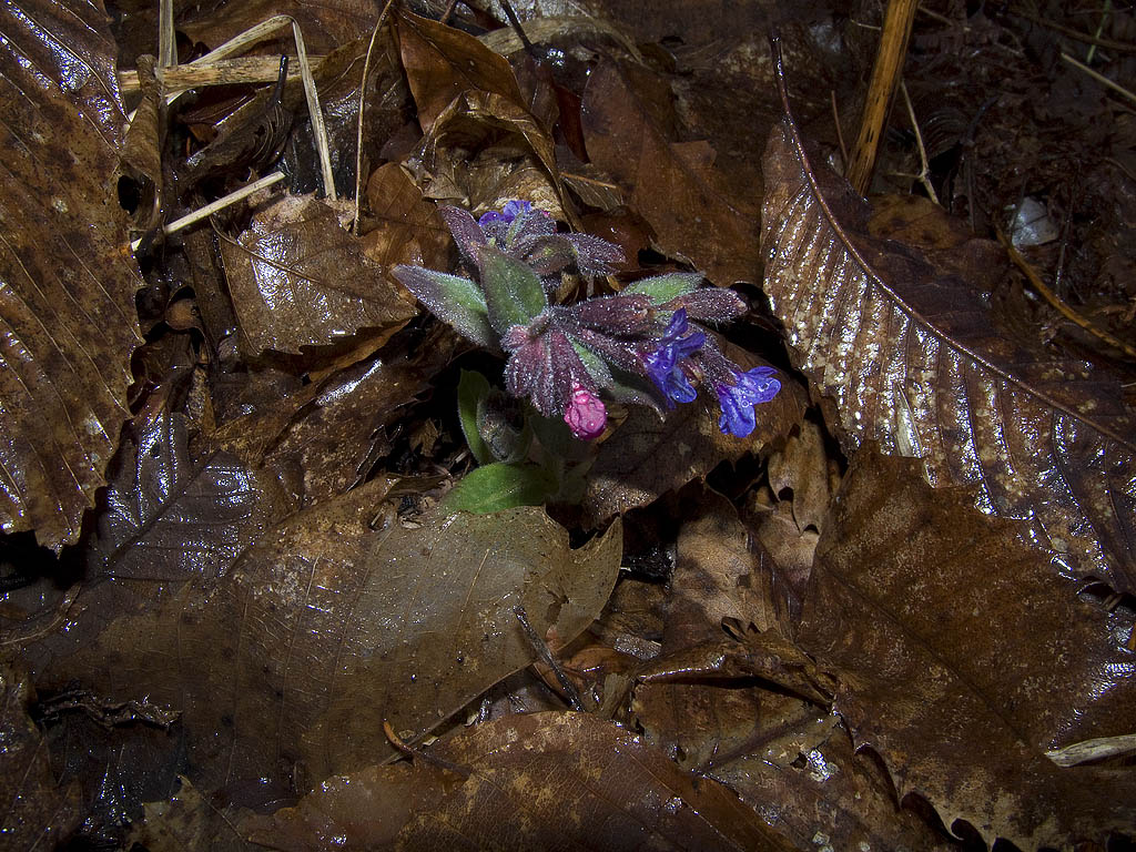 Pulmonaria appennina?
