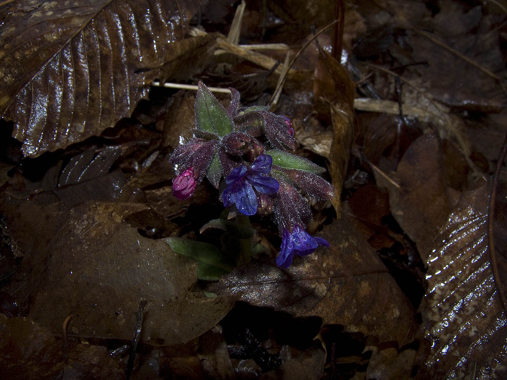 Pulmonaria appennina?