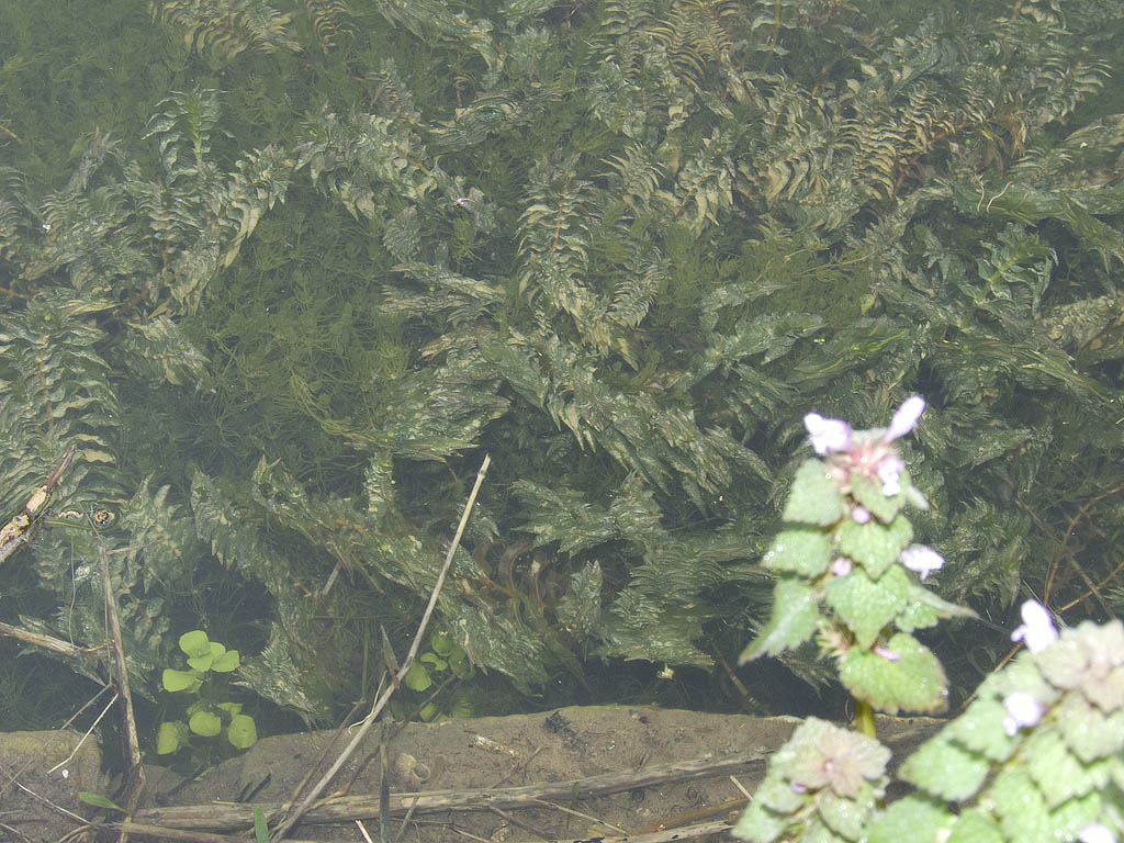 Groenlandia densa / Lingua dacqua a foglie dense