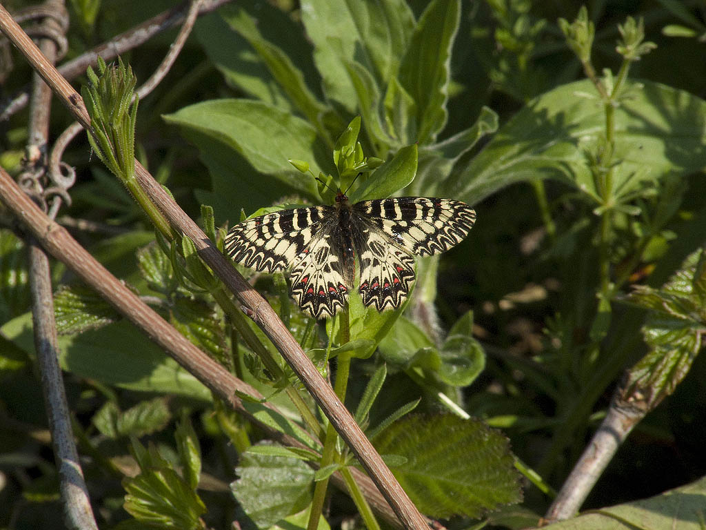 Zerynthia polyxena cassandra?