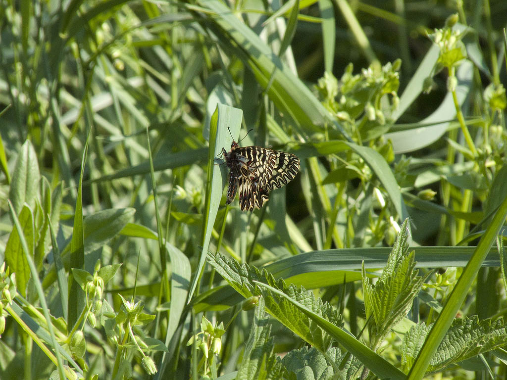 Zerynthia polyxena cassandra?