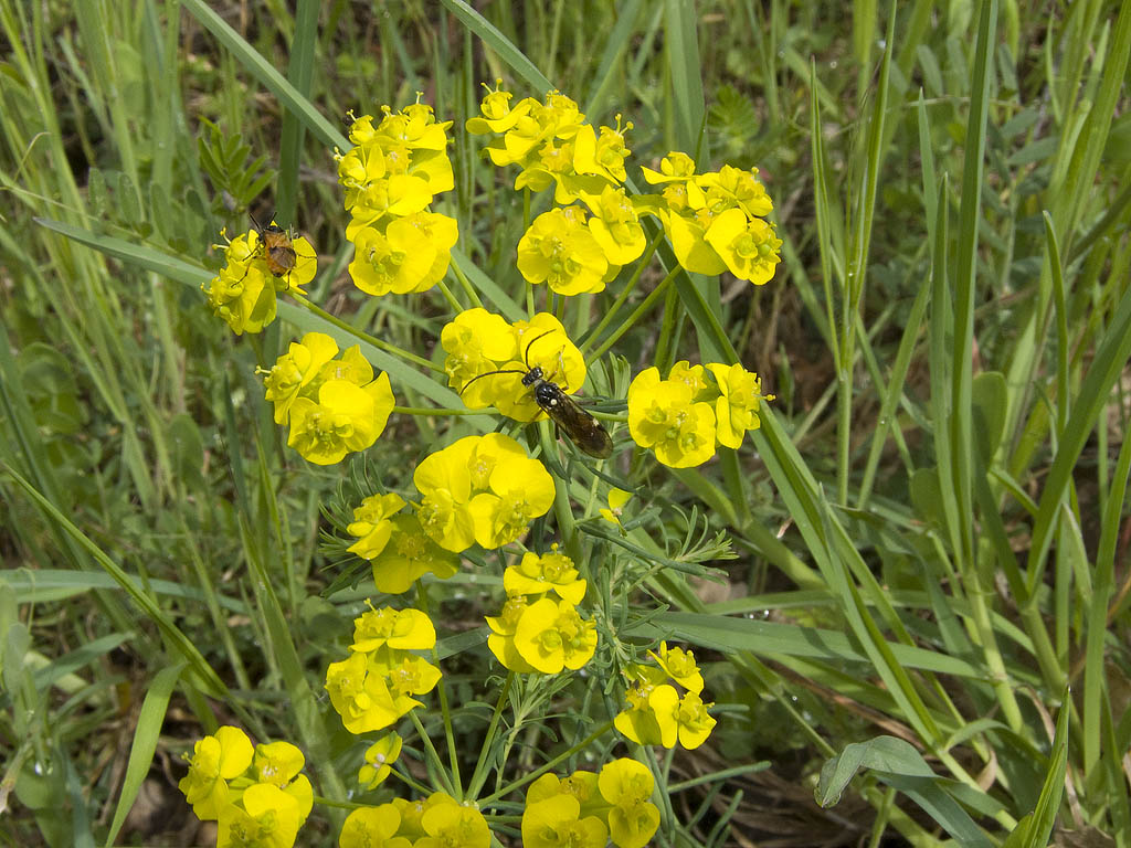 Due insetti da identificare... Tenthredopsis e Arge