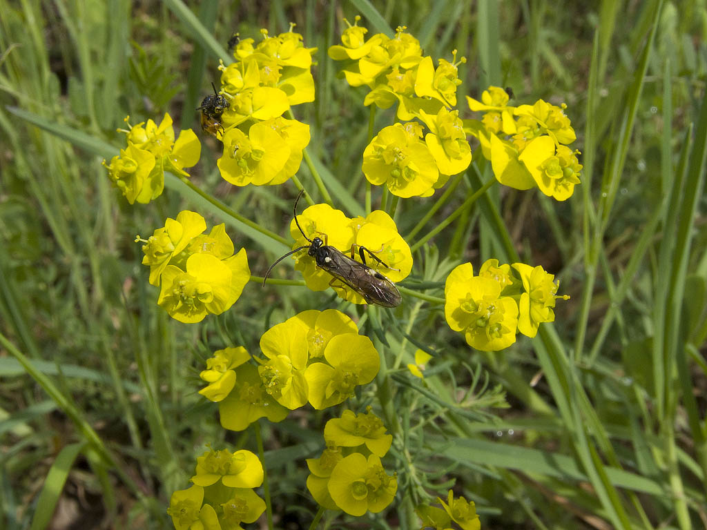 Due insetti da identificare... Tenthredopsis e Arge