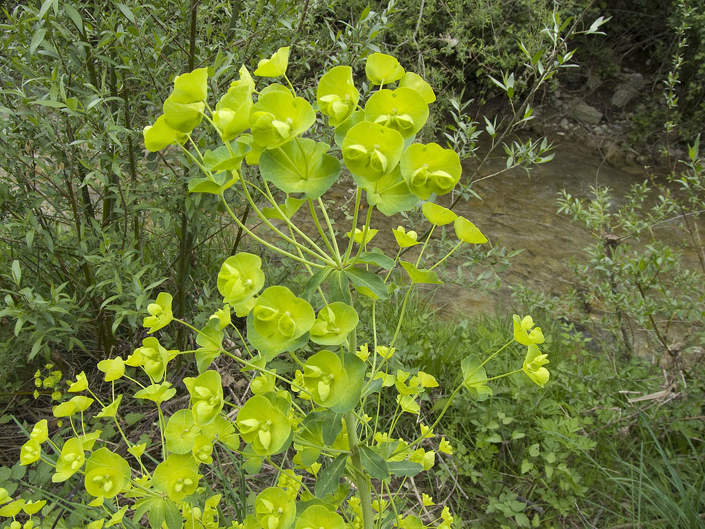 Euphorbia  amygdaloides subsp. amygdaloides