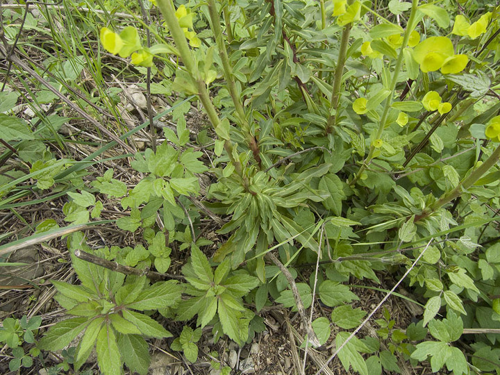 Euphorbia  amygdaloides subsp. amygdaloides