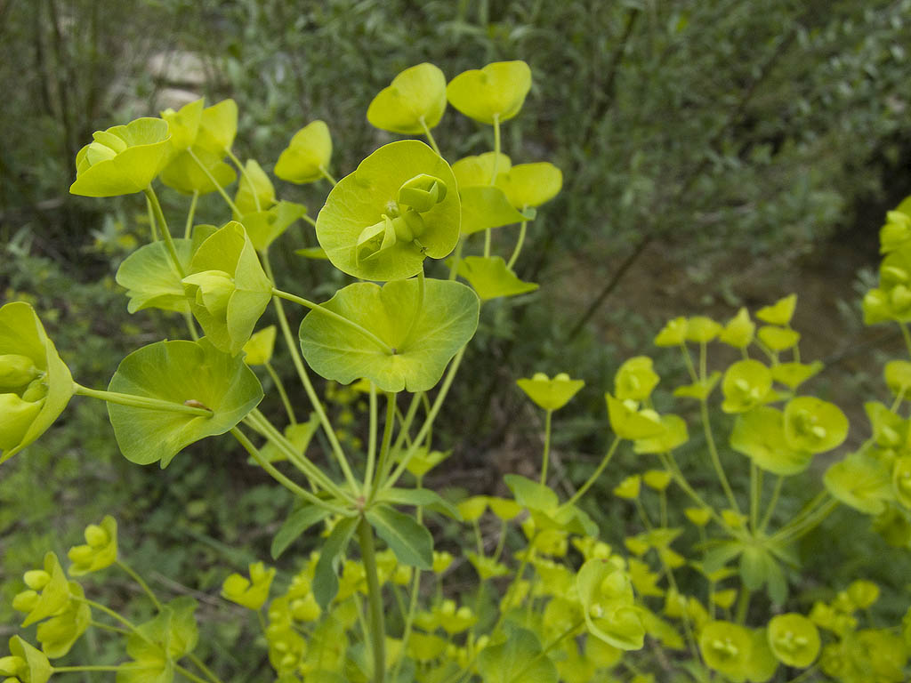 Euphorbia  amygdaloides subsp. amygdaloides