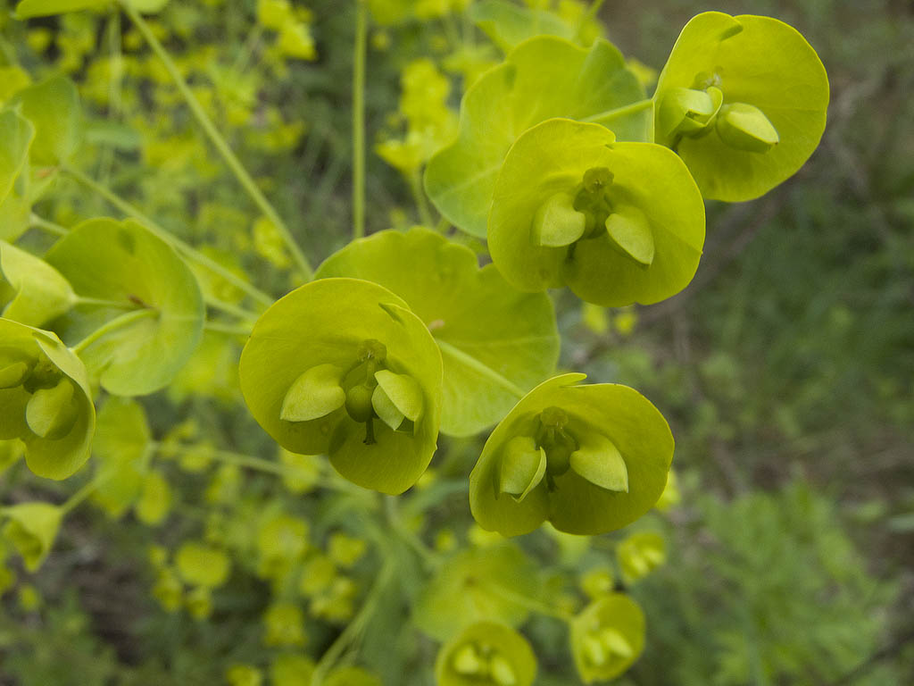 Euphorbia  amygdaloides subsp. amygdaloides