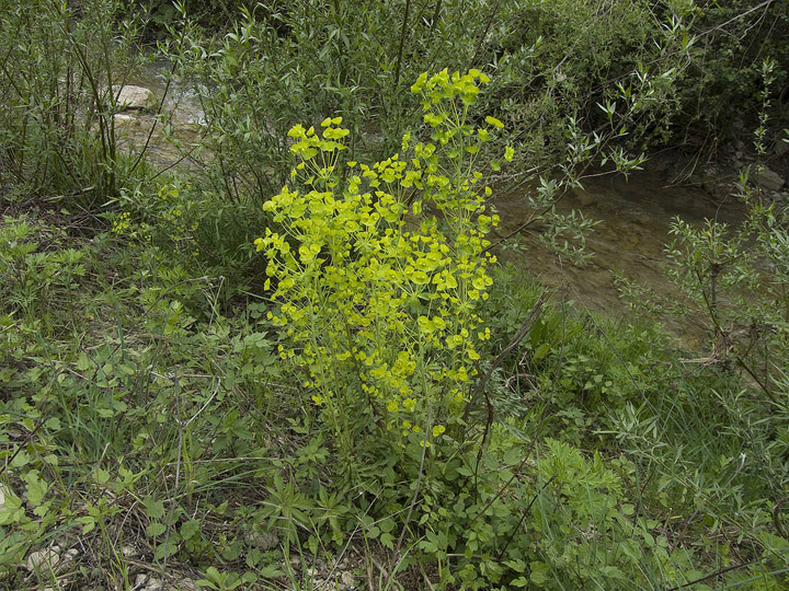 Euphorbia  amygdaloides subsp. amygdaloides