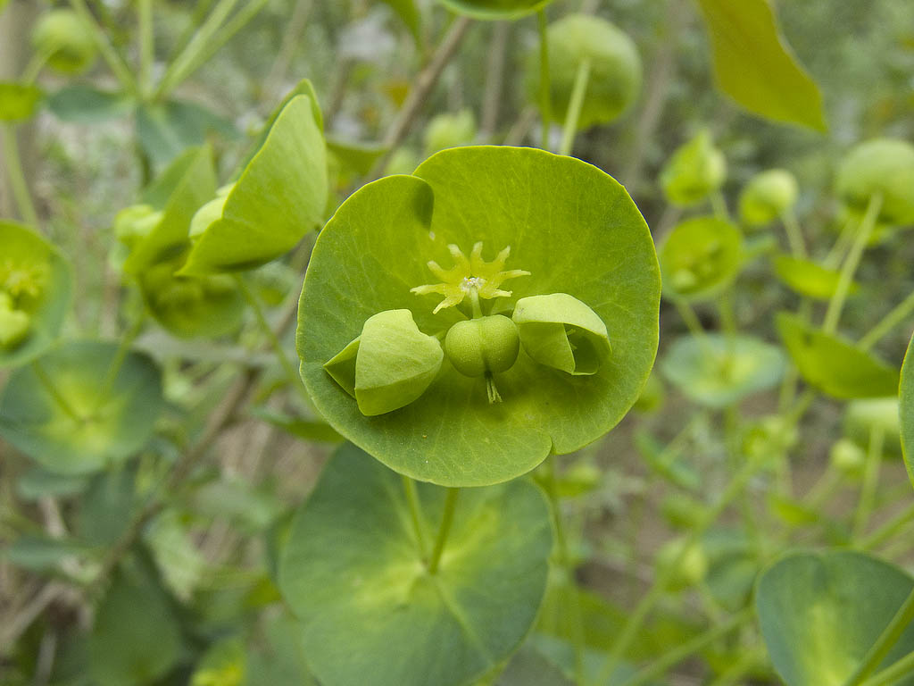 Euphorbia  amygdaloides subsp. amygdaloides