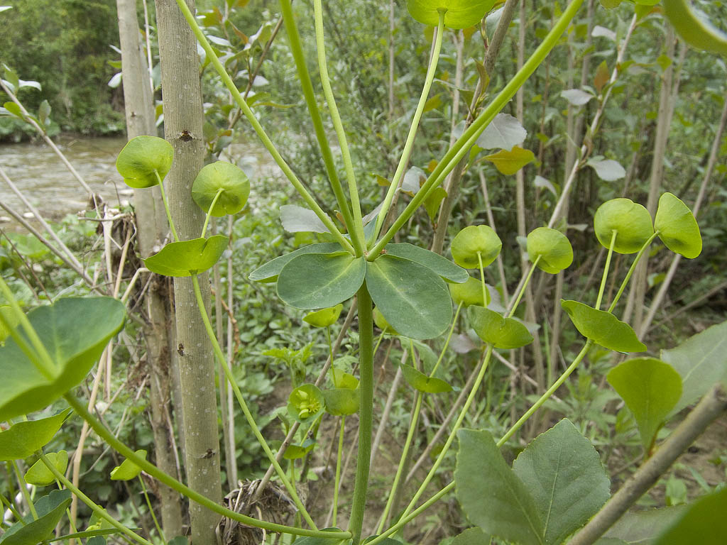 Euphorbia  amygdaloides subsp. amygdaloides