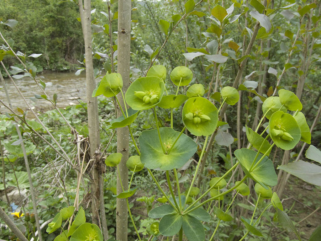Euphorbia  amygdaloides subsp. amygdaloides
