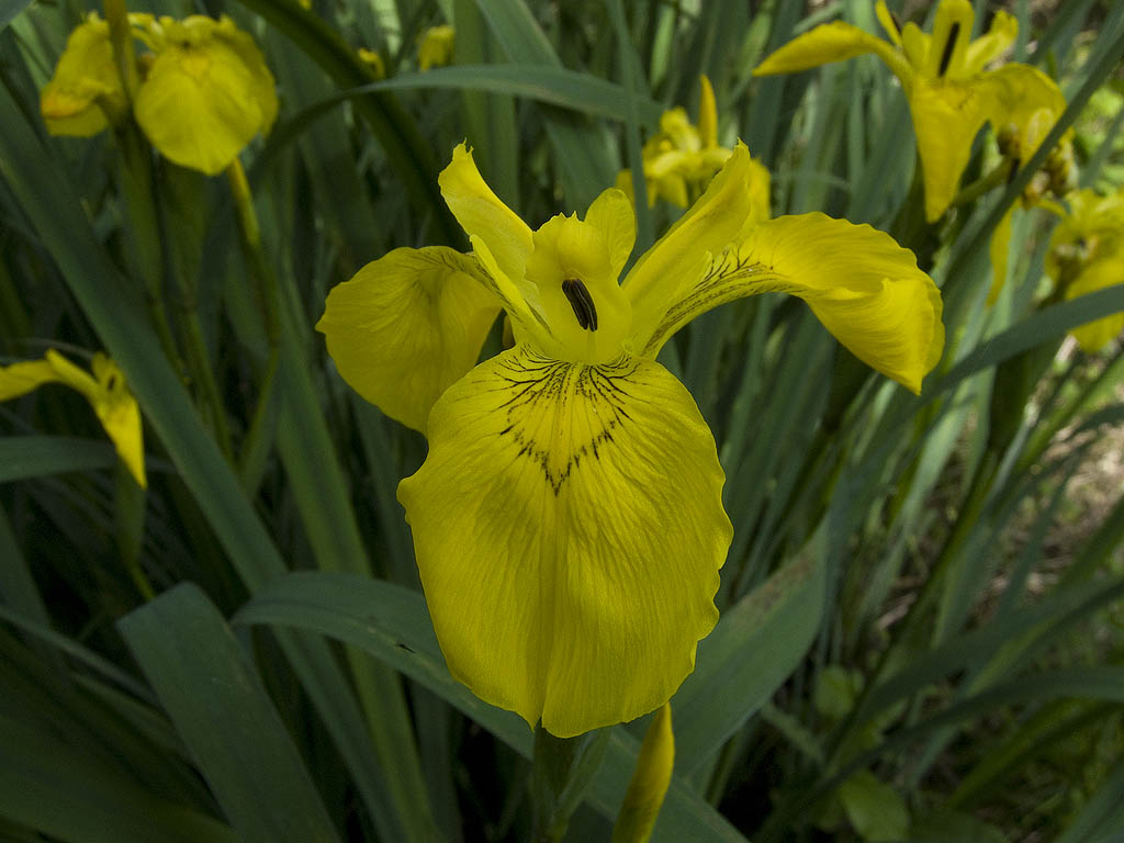 Limniris  (=Iris ) pseudacorus / Giaggiolo acquatico