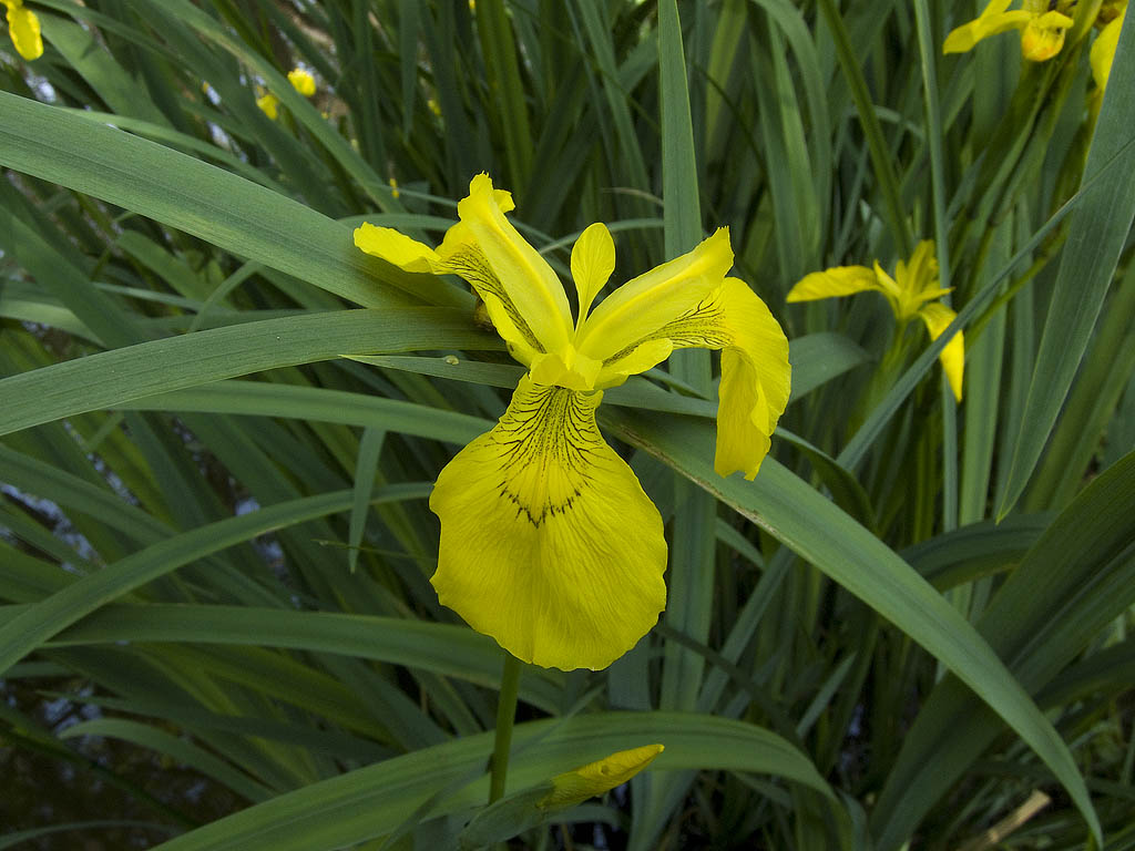 Limniris  (=Iris ) pseudacorus / Giaggiolo acquatico
