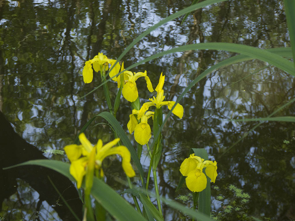 Limniris  (=Iris ) pseudacorus / Giaggiolo acquatico