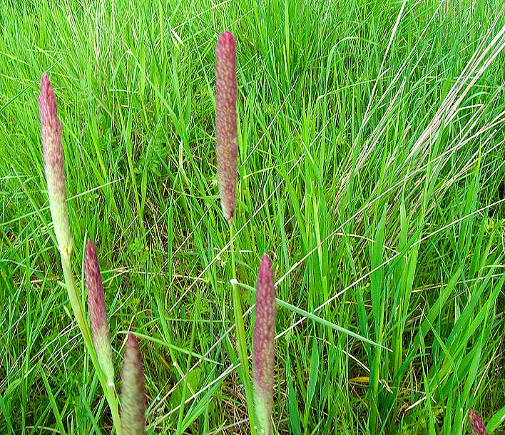 Phalaris coerulescens?