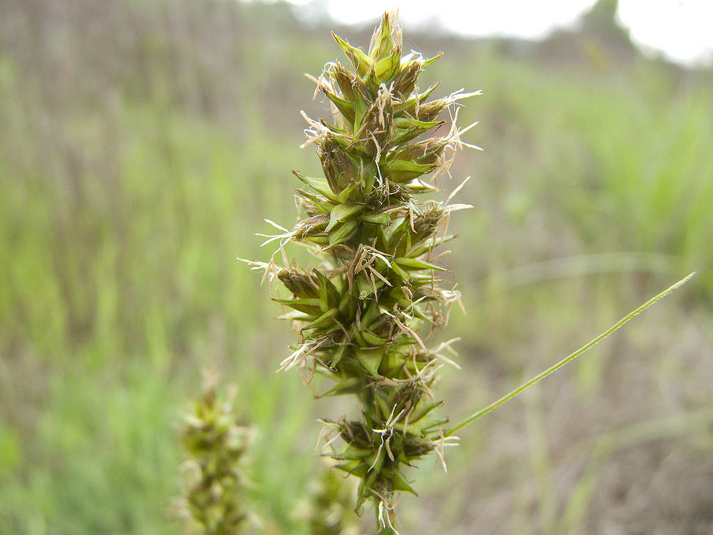 Carex cuprina (ex C. otrubae)