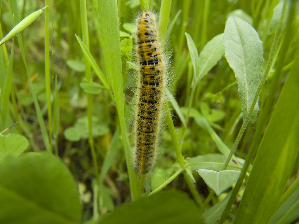 Bruco su trifoglio - Lasiocampa (Pachygastria) trifolii