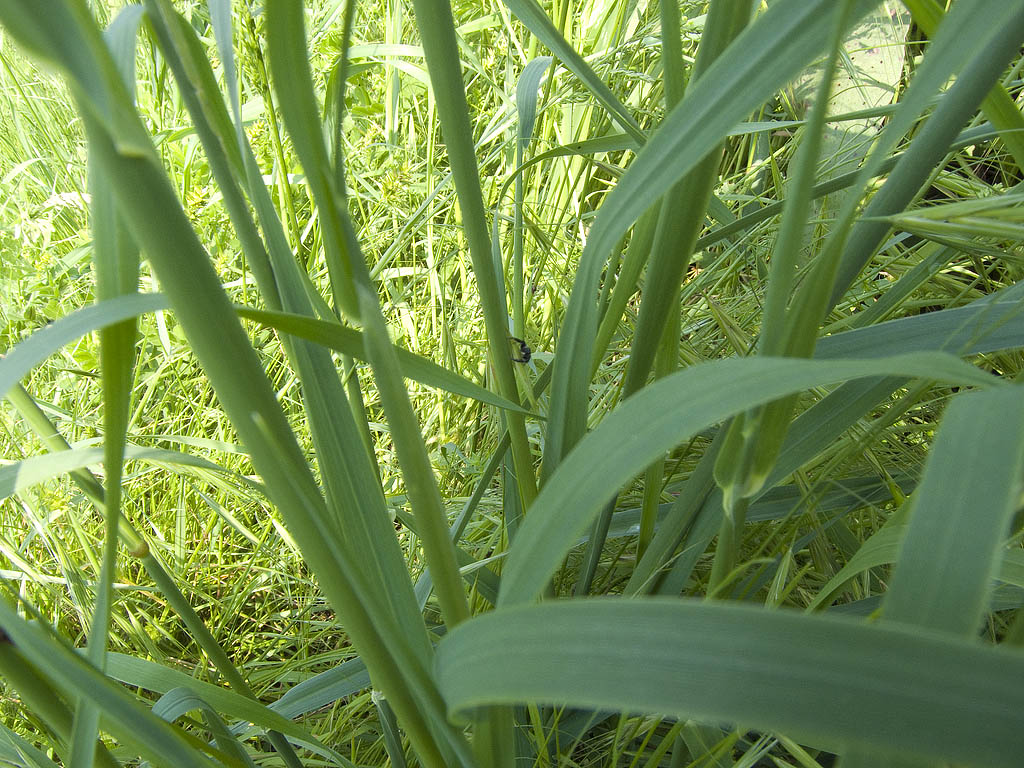 Mendoza canestrinii