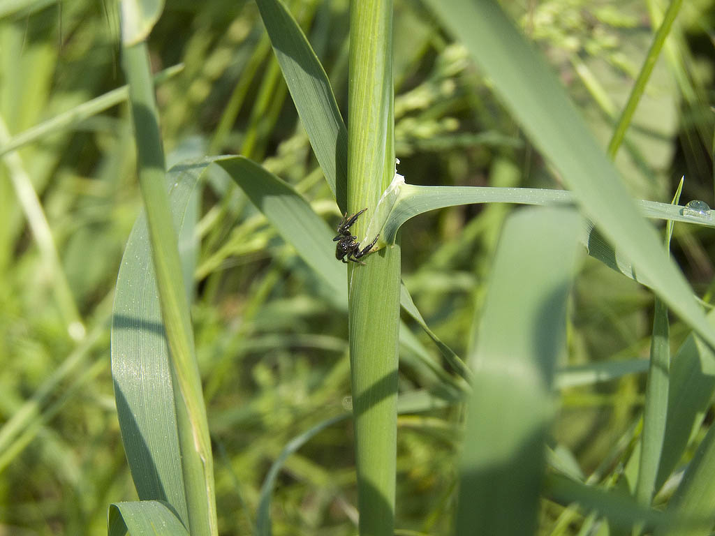 Mendoza canestrinii