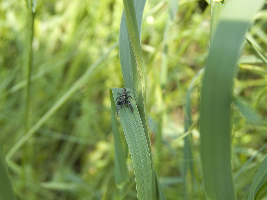 Mendoza canestrinii
