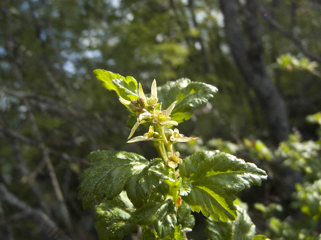 Ribes alpinum / Ribes alpino