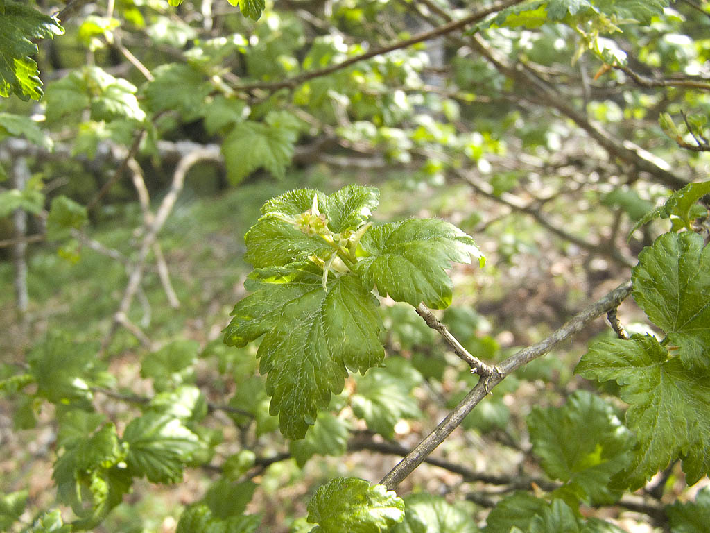 Ribes alpinum / Ribes alpino