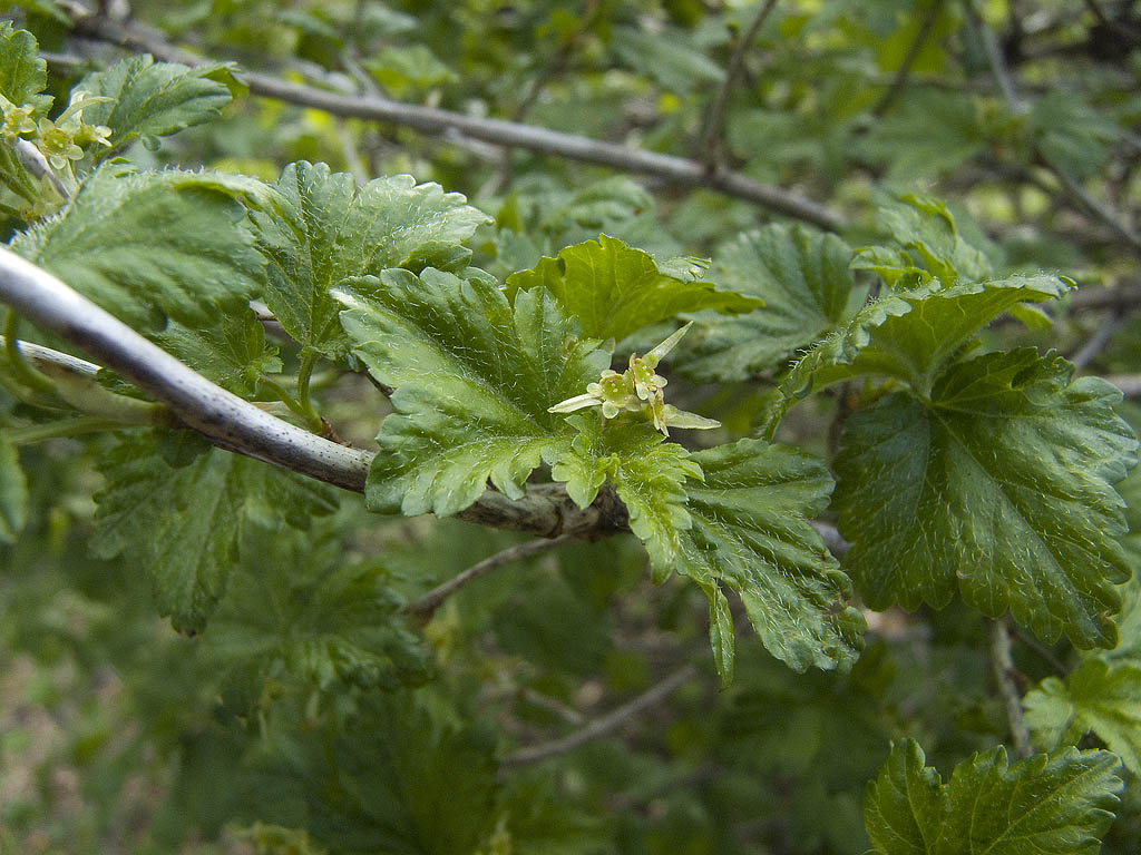Ribes alpinum / Ribes alpino