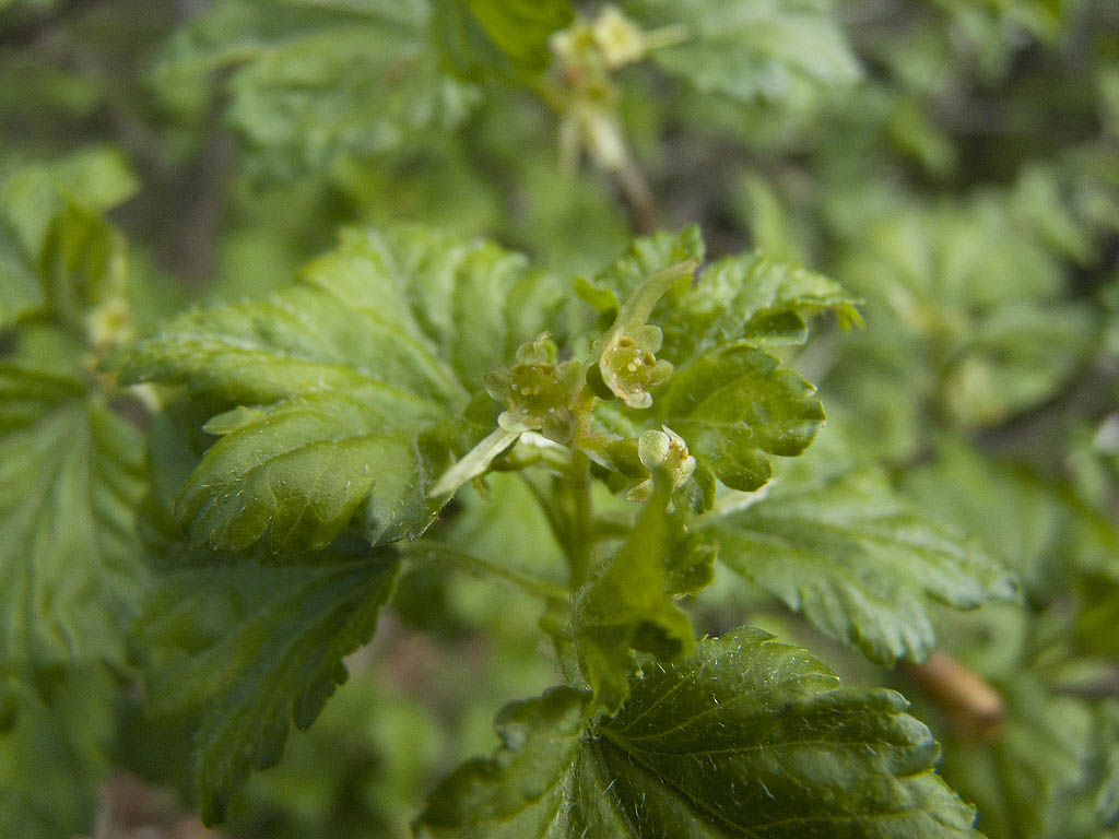Ribes alpinum / Ribes alpino