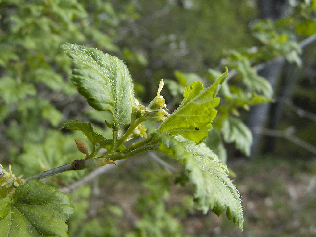 Ribes alpinum / Ribes alpino