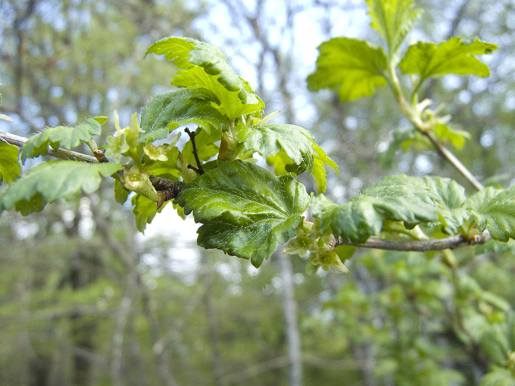 Ribes alpinum / Ribes alpino