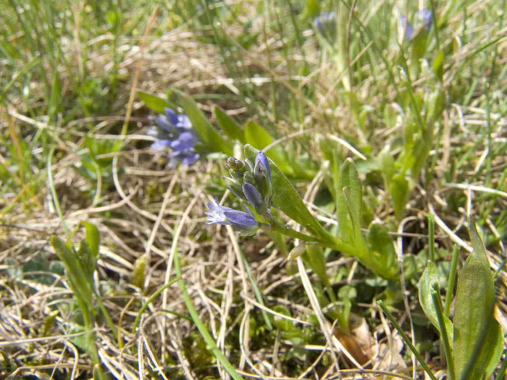 Pianta da identificare - Polygala sp.