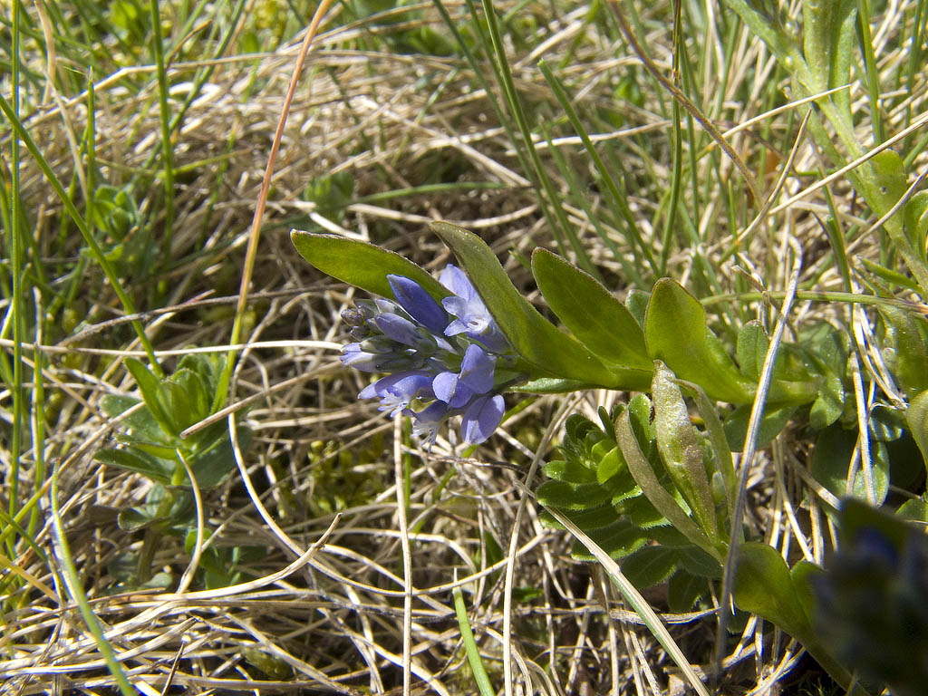 Pianta da identificare - Polygala sp.