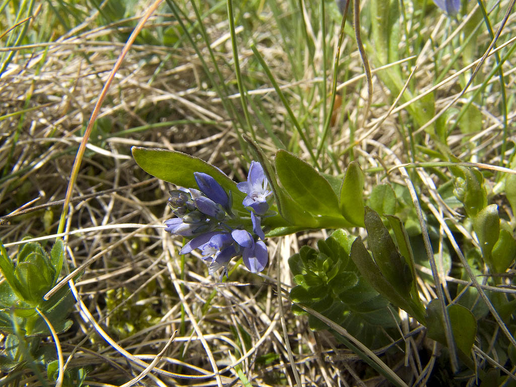 Pianta da identificare - Polygala sp.