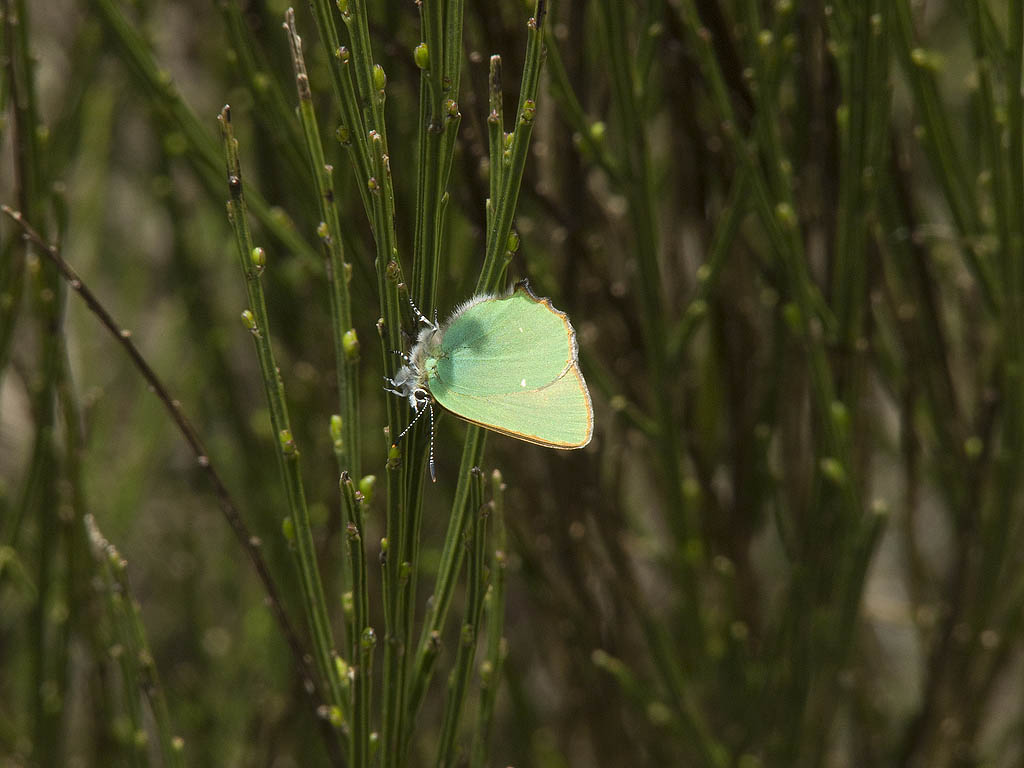 Farfalla da identificare - Callophrys rubi