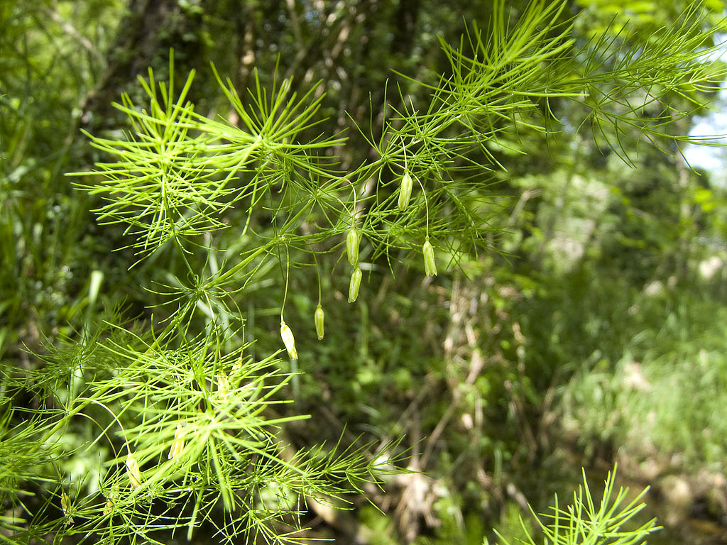 Asparagus tenuifolius / Asparago selvatico