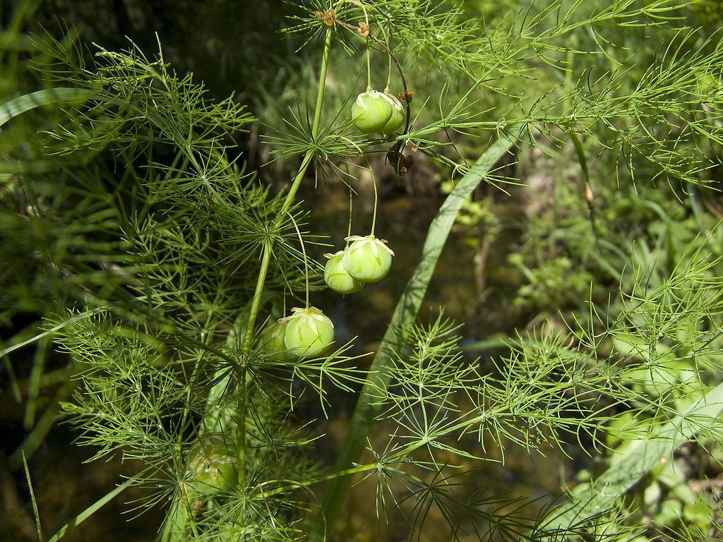 Asparagus tenuifolius / Asparago selvatico