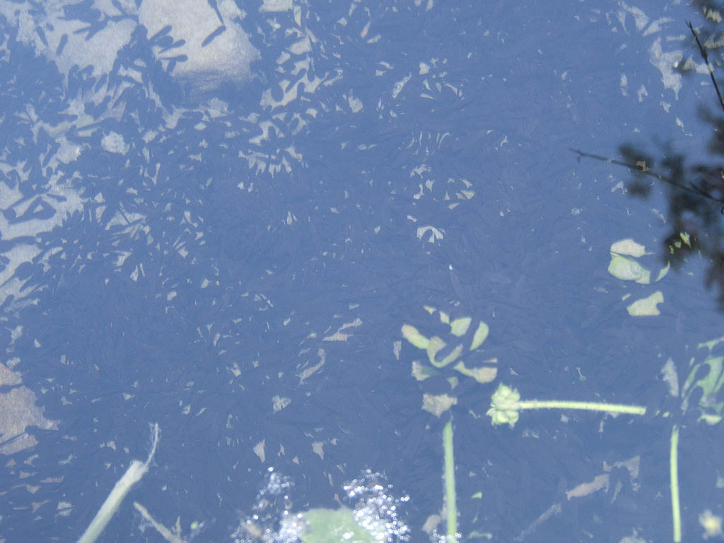 crisi Bufo bufo nel fiorentino