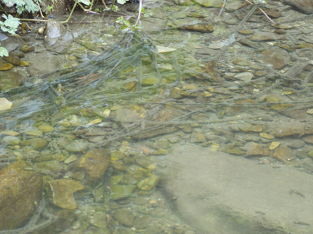 crisi Bufo bufo nel fiorentino