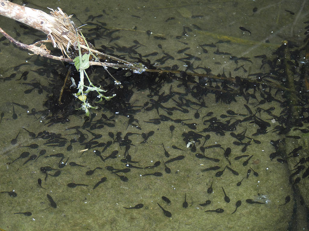 crisi Bufo bufo nel fiorentino