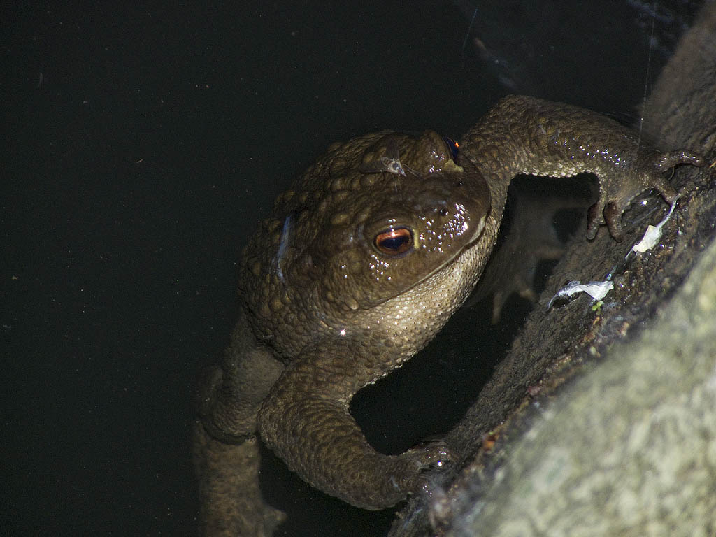 crisi Bufo bufo nel fiorentino