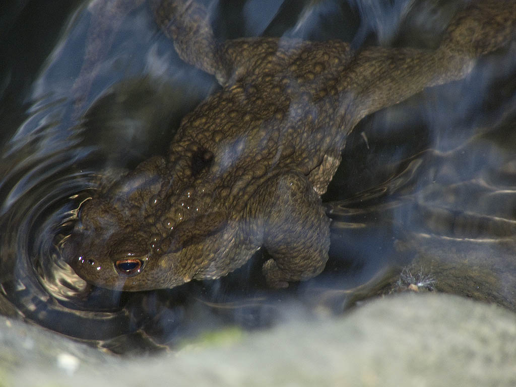 crisi Bufo bufo nel fiorentino